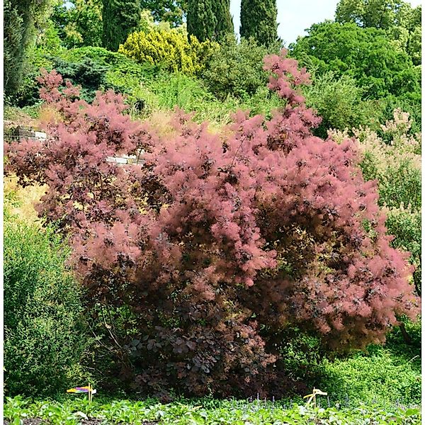 Perückenstrauch Red Spirit 40-60cm - Cotinus coggygria günstig online kaufen