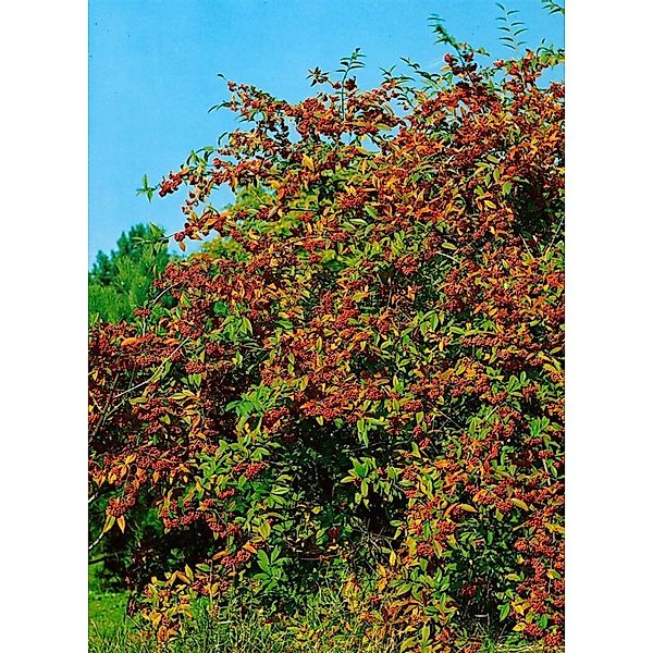 Cotoneaster Watereri Cornubia Immergrün Rote Beeren 80–100 cm günstig online kaufen
