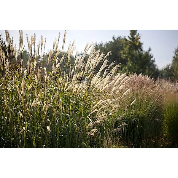Miscanthus Sinensis Silberturm Chinaschilf Ca. 11x11 cm Topf günstig online kaufen