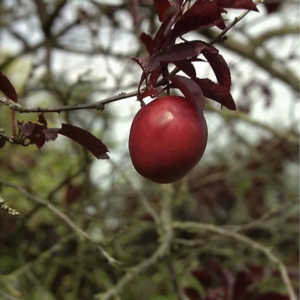 Hochstamm Großfrüchtige Blutpflaume 100-125cm - Prunus Trailblazer günstig online kaufen