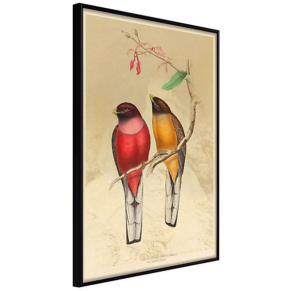 Poster - Ornithologist's Drawings günstig online kaufen