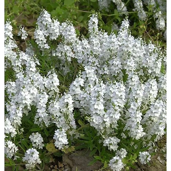 weißer niederliegender Garten Ehrenpreis - Veronica prostrata günstig online kaufen