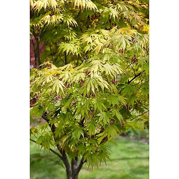 Acer Palmatum Autumn Glory Japanischer Ahorn 200–250 cm Leuchtend Rot günstig online kaufen