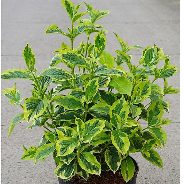 Weigelie White Lightning Höhe ca. 50-60 cm Topf ca. 6 l Weigela florida günstig online kaufen