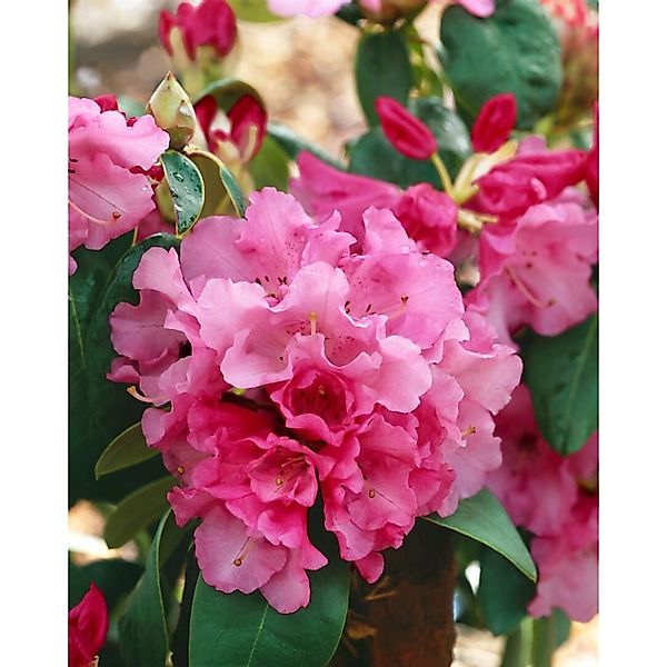 Rhododendron Williamsianum Görlitz Rosa Blüten 40–50 cm günstig online kaufen