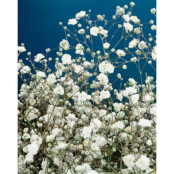 Gypsophila Paniculata Bristol Fairy Schleierkraut Ca. 11x11 cm Topf günstig online kaufen