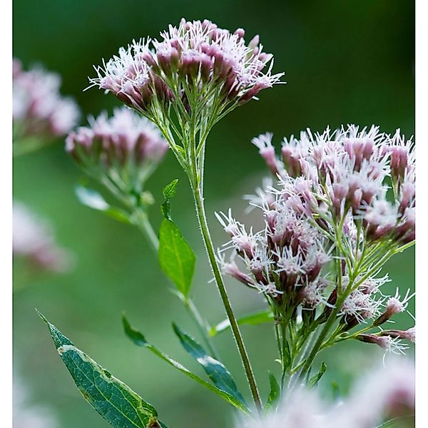 Wasserdost weiß - Eupatorium fistulosum günstig online kaufen