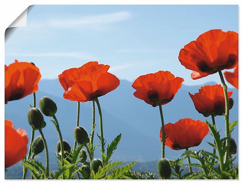 Artland Wandbild "Mohnblüten", Blumen, (1 St.), als Leinwandbild, Poster in günstig online kaufen