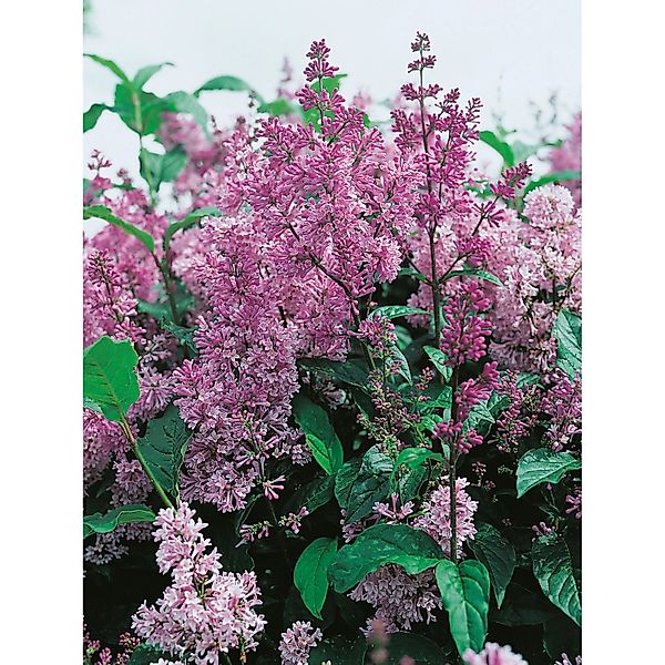 OBI Amerikanischer Flieder Minuet Violett Höhe ca. 40 - 50 cm Topf ca. 3,5, günstig online kaufen