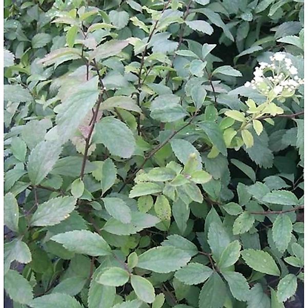 10x Zwergspiere 15-20cm - Spiraea decumbens günstig online kaufen