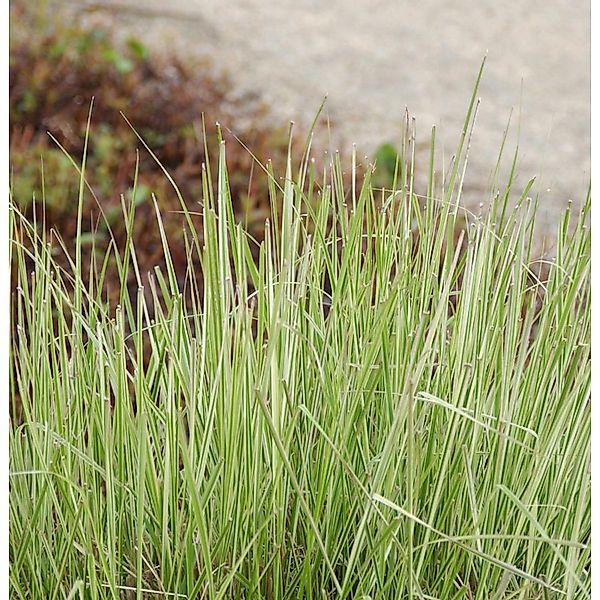 Reitgras England - großer Topf - Calamagrostis acutiflora günstig online kaufen