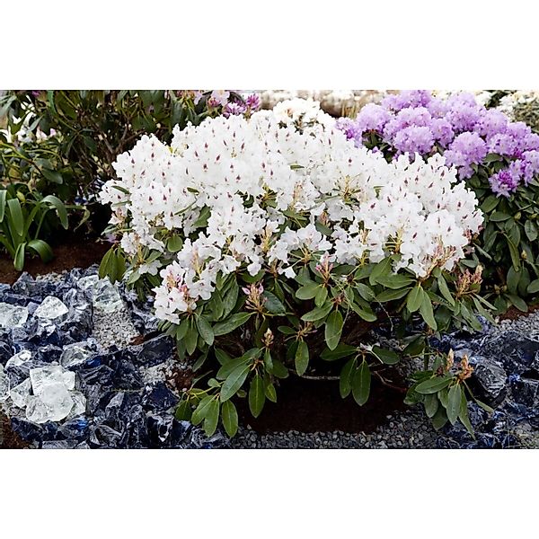 Rhododendron Hybr. Madame Masson Weiß 50–60 cm Inkarho günstig online kaufen