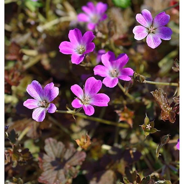 Storchenschnabel Orkney Cherry - Geranium cultorum günstig online kaufen