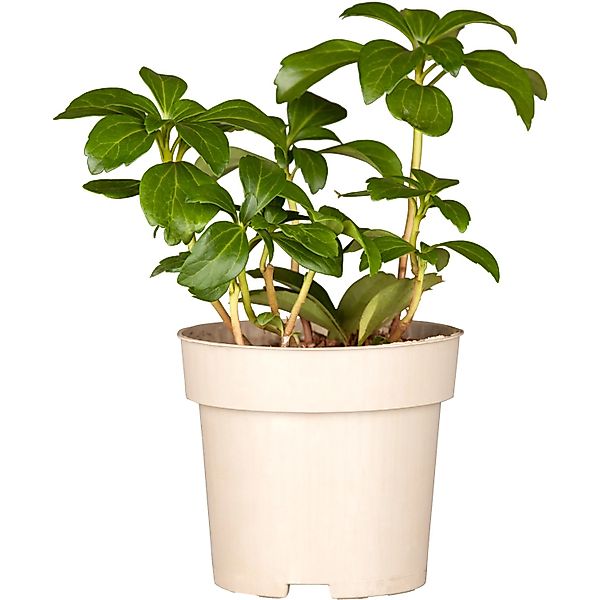 Dickmännchen Weiß Topf-Ø ca. 9 cm Pachysandra terminalis günstig online kaufen