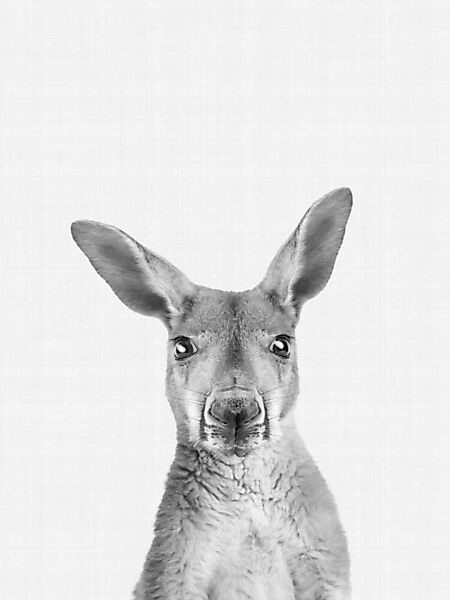 Poster / Leinwandbild - Kangaroo (Black And White) günstig online kaufen