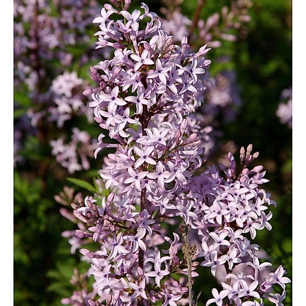 Afghanischer Flieder 80-100cm - Syringa afghanica günstig online kaufen