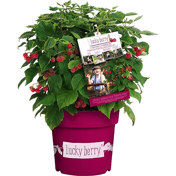 GROW by OBI Brombeere Lucky Berry Höhe ca. 40 - 60 cm Topf ca. 4,6 l günstig online kaufen