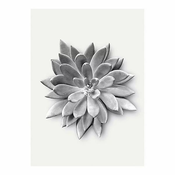 Komar Poster Succulent Agave Pflanzen B/L: ca. 30x40 cm günstig online kaufen