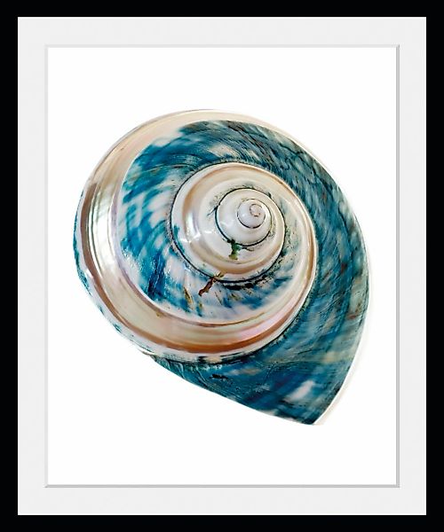 queence Bild »Lukas«, Meer-Wassertiere-Kunst, (1 St.), HD Premium Poster-Dr günstig online kaufen