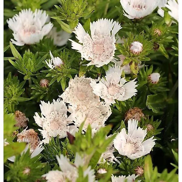 Kornblumenaster Träumerei - Stokesia,aevis günstig online kaufen