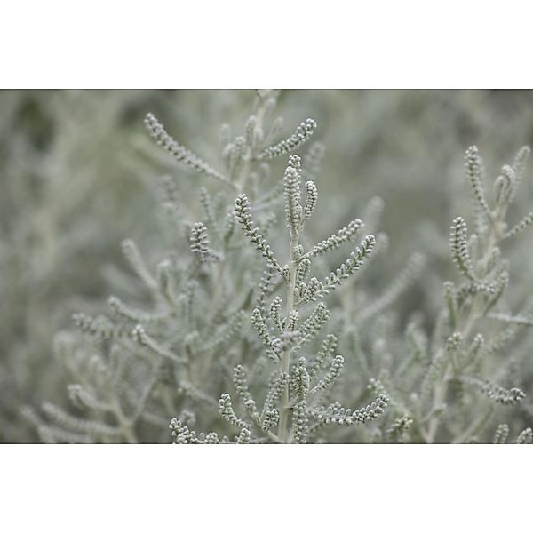 Santolina Chamaecyparissus Heiligenkraut Silbergrau Ca. 9x9 cm Topf günstig online kaufen