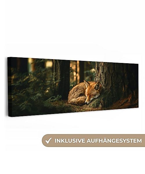 OneMillionCanvasses® Leinwandbild Panorama Fuchs - Wald - Schlaf, Fotodruck günstig online kaufen