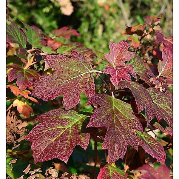 Eichenblättrige Hortensie Alice 30-40cm - Hydrangea quercifolia günstig online kaufen