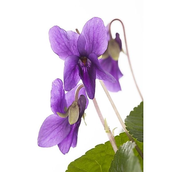 Viola Odorata Königin Charlotte Duftveilchen Ca. 9x9 cm Topf günstig online kaufen