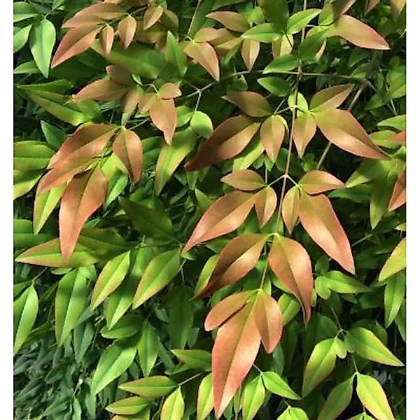Himmelsbambus Firepower 100-125cm - Nandina domestica günstig online kaufen