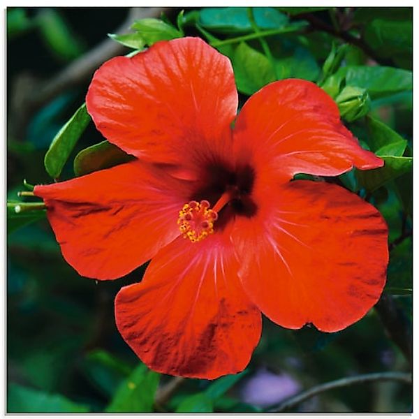 Artland Glasbild »Hawaiiblume« 1 Stk. tlg. in verschiedenen Größen günstig online kaufen