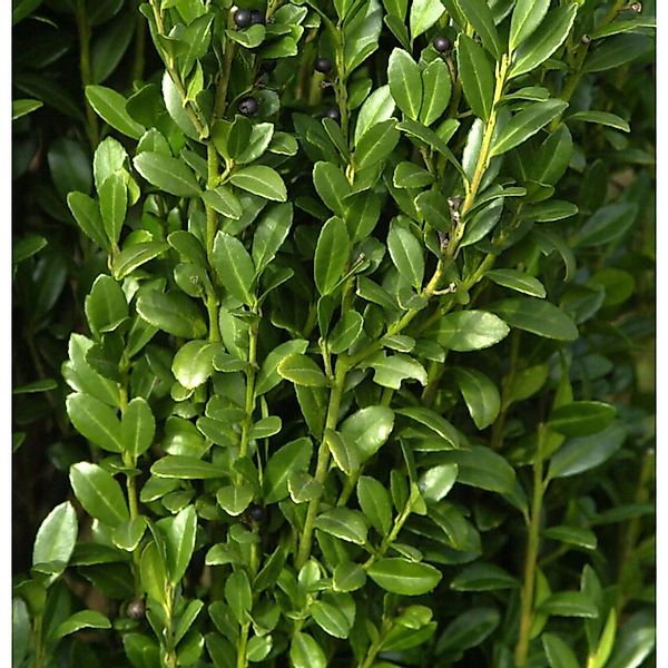 Hochstamm Säulen Bergilex Stechpalme 40-60cm - ilex crenata günstig online kaufen