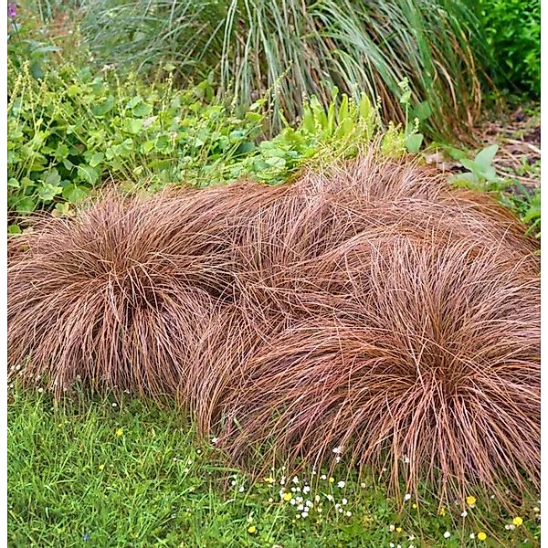 Segge Bronze Form - Carex comans günstig online kaufen