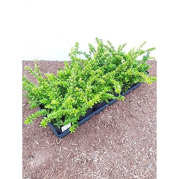 Lonicera nitida 'Maigrün' ca. 9x9 cm Topf günstig online kaufen
