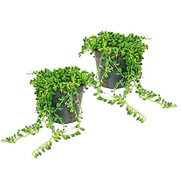 Exotenherz 2Er Set Senecio Herreanus Erbse Am Band 12cm Topf günstig online kaufen