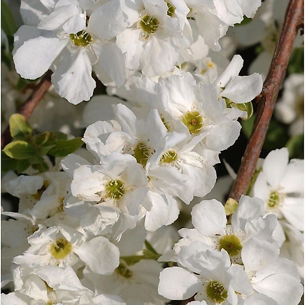 Kleine Prunkspiere The Bride 40-60cm - Exochorda macrantha günstig online kaufen