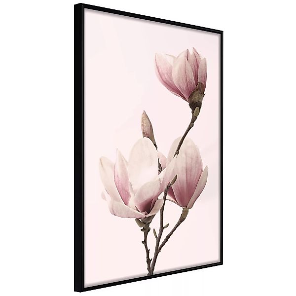 Poster - Blooming Magnolias Iii günstig online kaufen