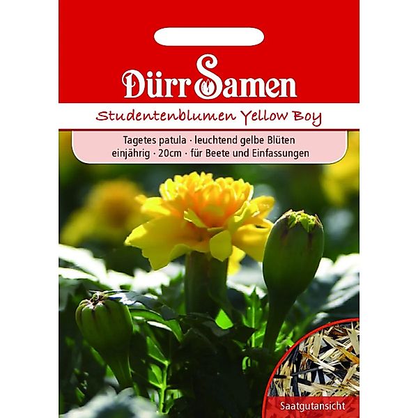 Dürr Samen Studentenblumen Yellow Boy Gelb Einjährig Saatgut günstig online kaufen