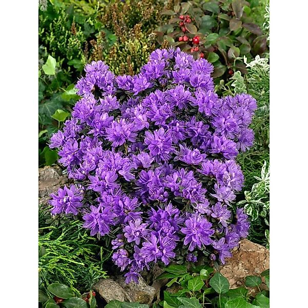 Rhododendron Russatum Purple Pillow Lila 30–40 cm günstig online kaufen