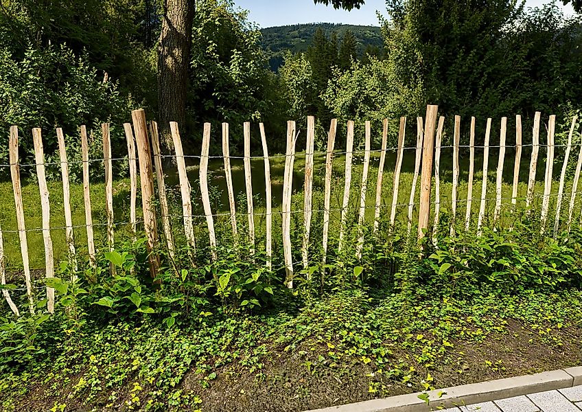 KONIFERA Staketenzaun Rollzaun Haselnuss, HxB: 120x500 oder 150x300 cm, für günstig online kaufen
