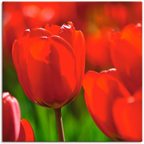 Artland Leinwandbild "Rote Tulpen in der Sonne", Blumen, (1 St.), auf Keilr günstig online kaufen