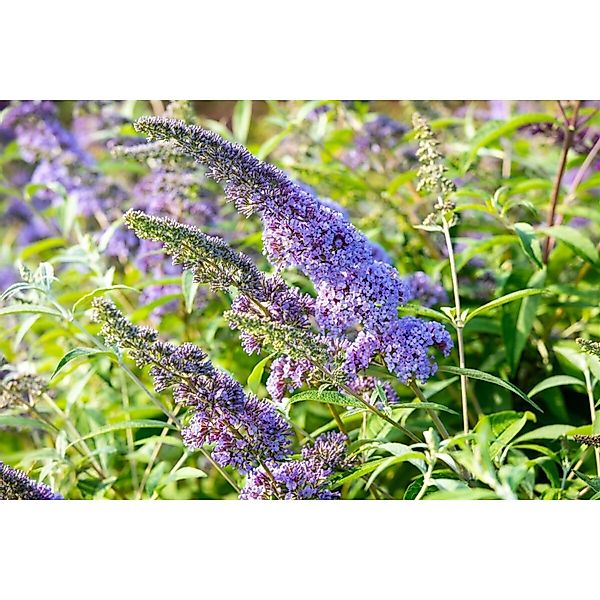 Buddleja Davidii Schmetterlingsstrauch Empire Blue 15-20 cm günstig online kaufen