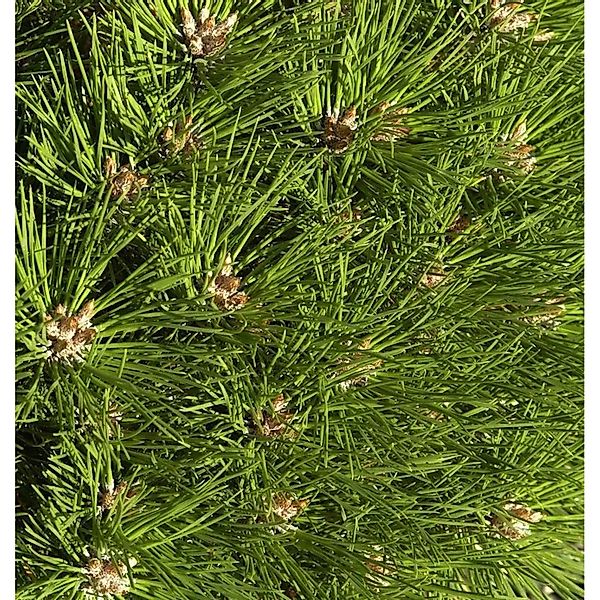Hochstamm Kugel Kiefer Pierrick Bregeon 40-60cm - Pinus nigra günstig online kaufen
