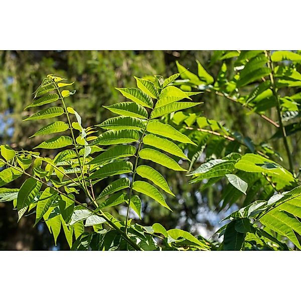 Toona Sinensis Chinesischer Gemüsebaum 150–200 cm günstig online kaufen