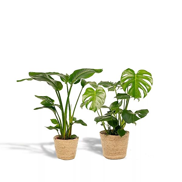 Hello Plants | Set mit 2 Zimmerpflanzen im Korb - Strelitzia & Monstera günstig online kaufen