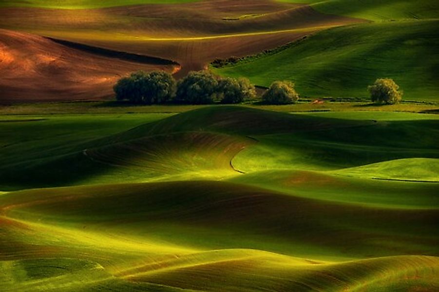 Papermoon Fototapete »Photo-Art LYDIA JACOBS, FRÜHLING IM PALOUSE« günstig online kaufen