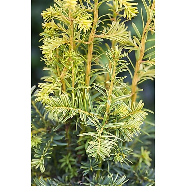 Taxus Baccata Dovastonii Aurea Gelbe Eibe 100–125 cm günstig online kaufen