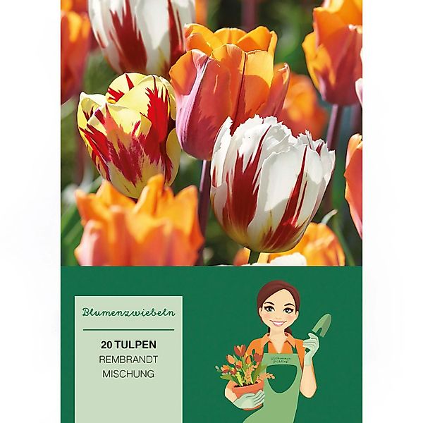 Tulipa Rembrandt Mischung 20 Stück Tulipa Rembrandt günstig online kaufen