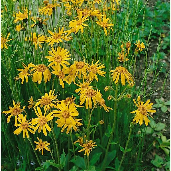 Arnica Chamissonis Amerikanische Arnika Ca. 9x9 cm Topf günstig online kaufen