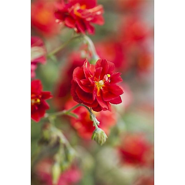 Helianthemum X Cult. Rubin Sonnenröschen Ca. 9x9 cm Topf günstig online kaufen