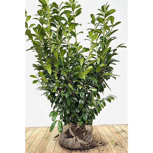Prunus,aurocerasus 'Novita' 120-140 cm günstig online kaufen